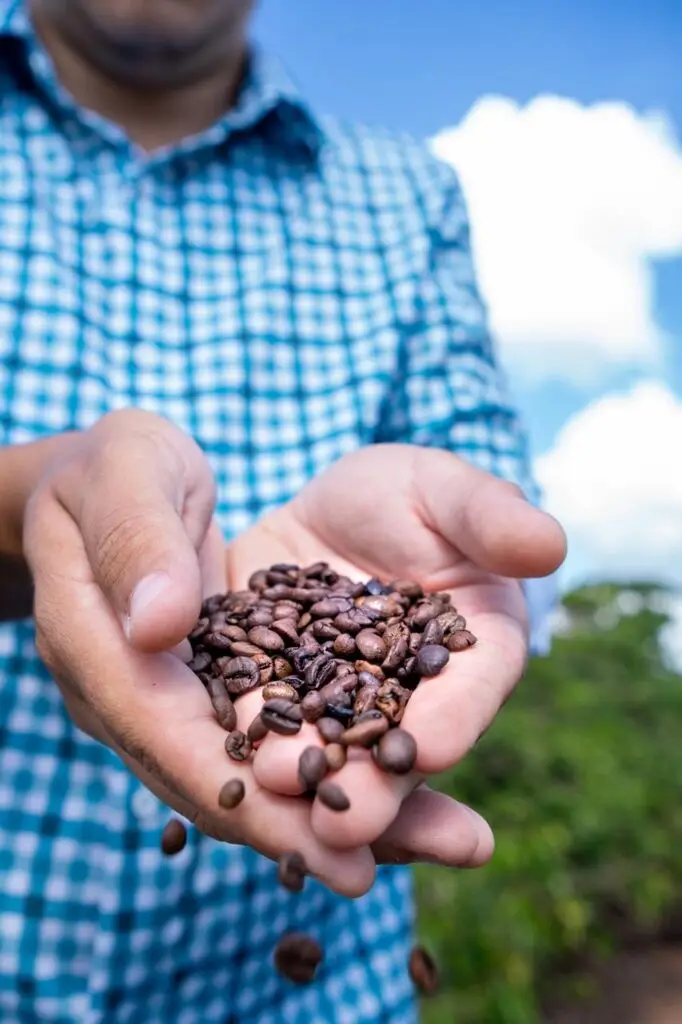 Grãos de café selecionados utilizados na produção do Café Corleone.